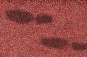 Oil Based Stains Test Indianapolis IN 317-334-1910